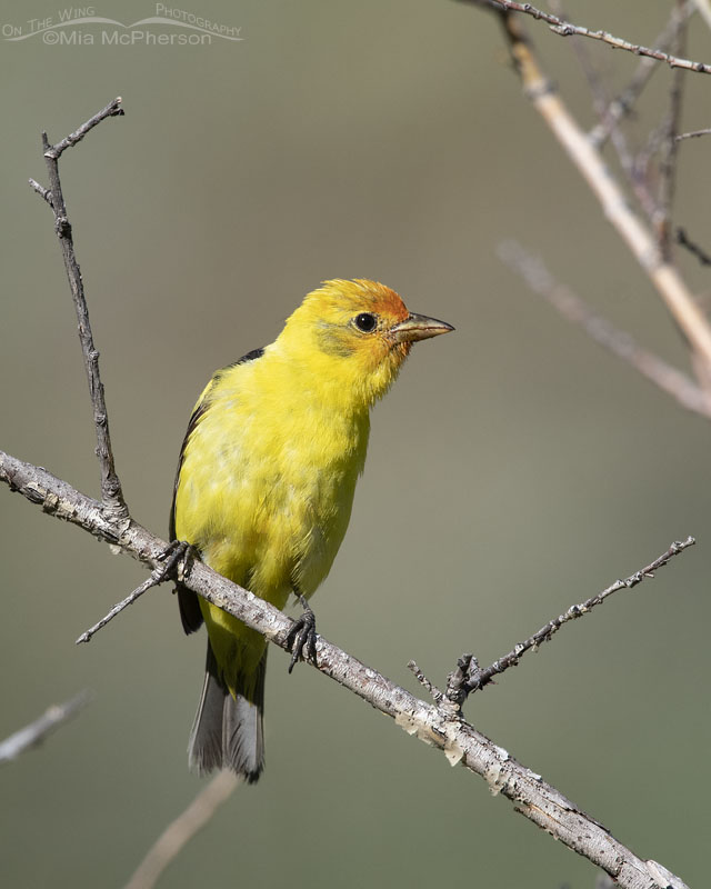 Adult male Western Tanager in the Wasatch Mountains, Summit County, Utah