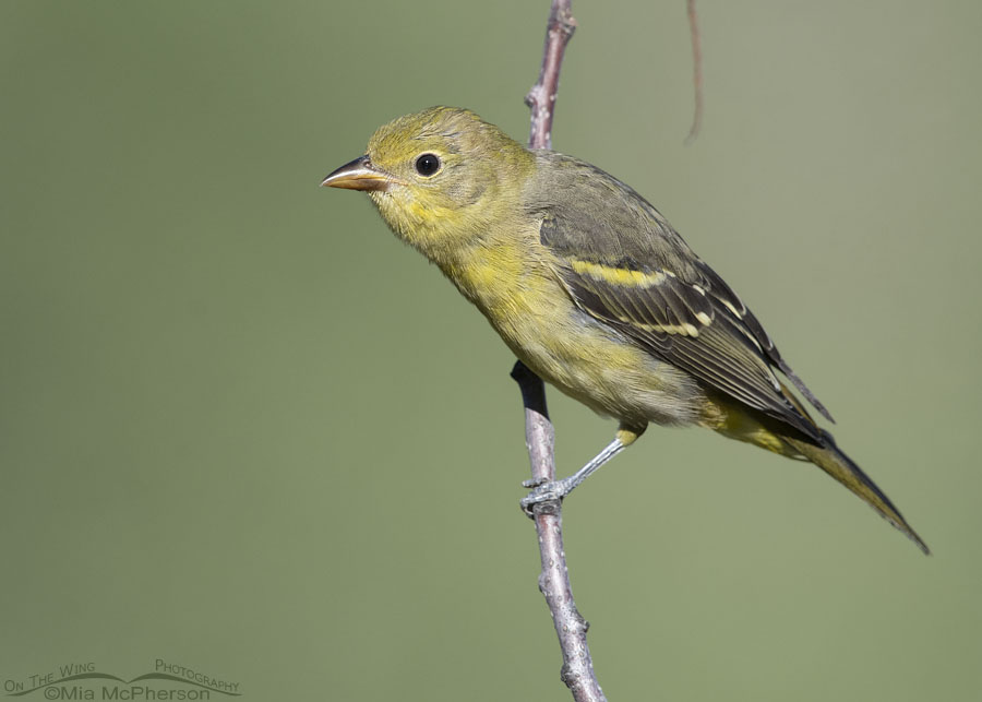 Young Western Tanager on a chokecherry branch, Wasatch Mountains, Summit County, Utah
