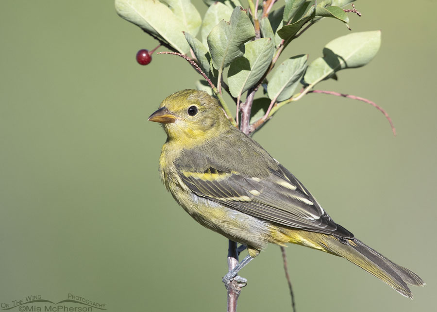 Young Western Tanager perched at the top of a chokecherry, Wasatch Mountains, Summit County, Utah