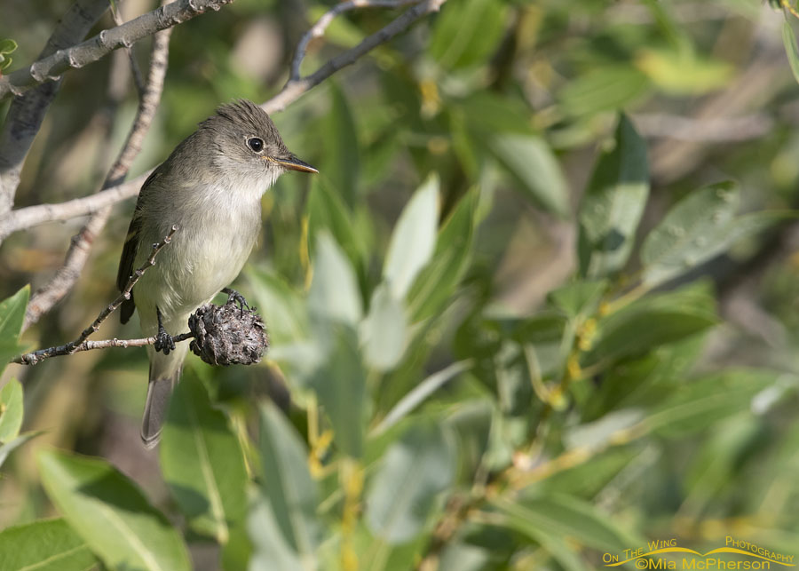 Willow Flycatcher hunting prey from a willow perch, Wasatch Mountains, East Canyon, Morgan County, Utah