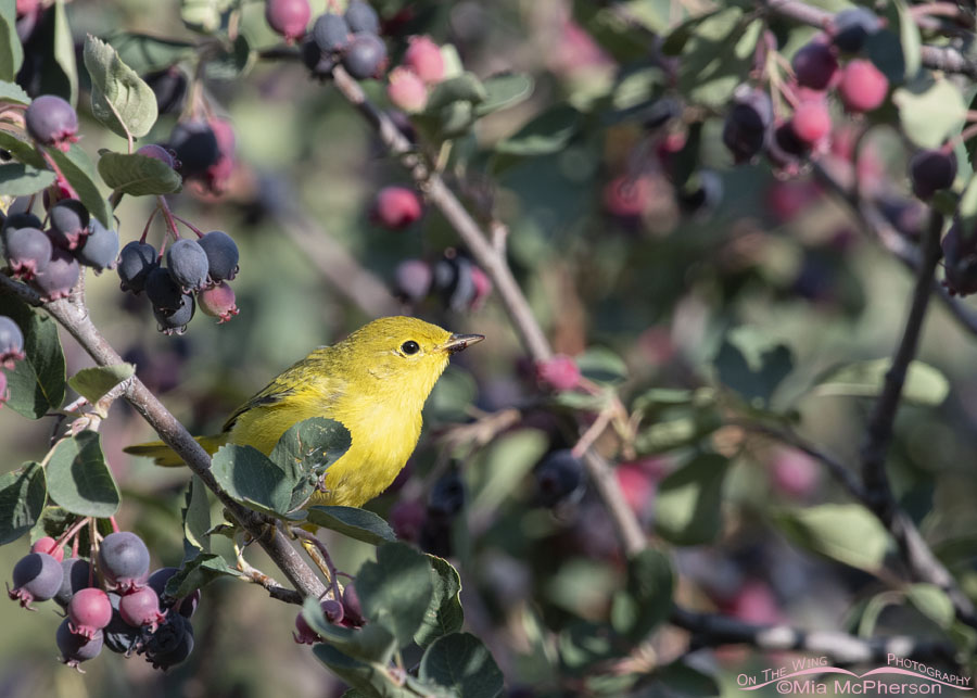 Yellow Warbler and ripe serviceberries, Wasatch Mountains, Morgan County, Utah