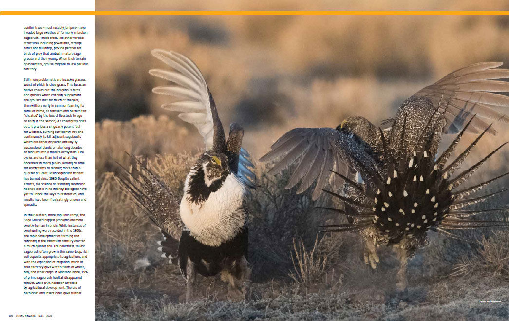 Strung Magazine Fall 2020: The Grouse Flies At Dusk - Pages 100 and 104
