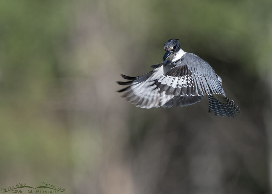 Male Belted Kingfisher in flight over a creek, Wasatch Mountains, Summit County, Utah