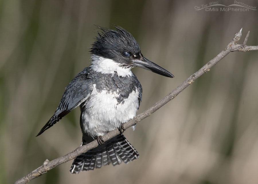Shaking adult male Belted Kingfisher with nictitating membrane over his eye