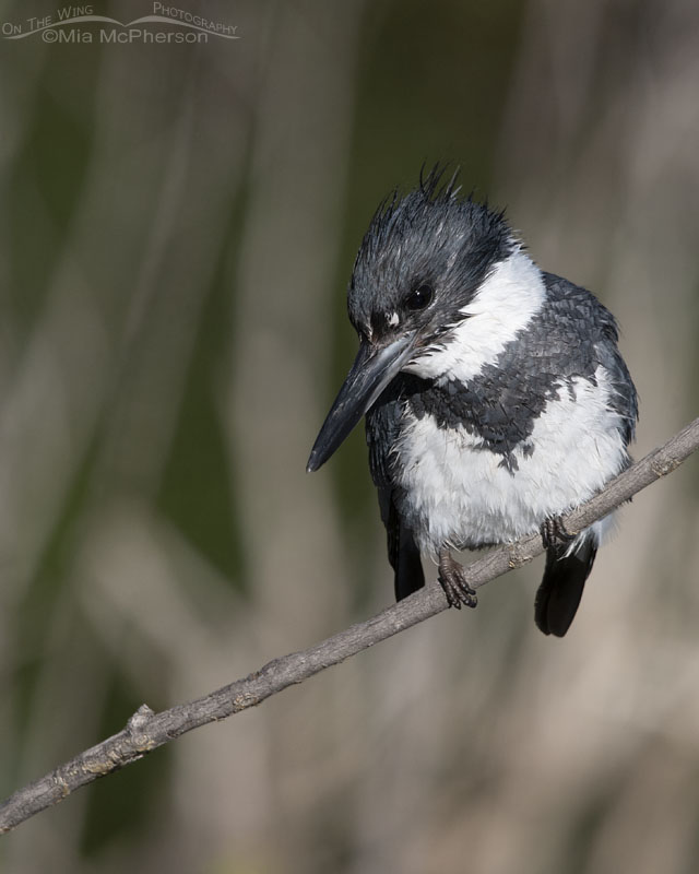 An observant adult male Belted Kingfisher