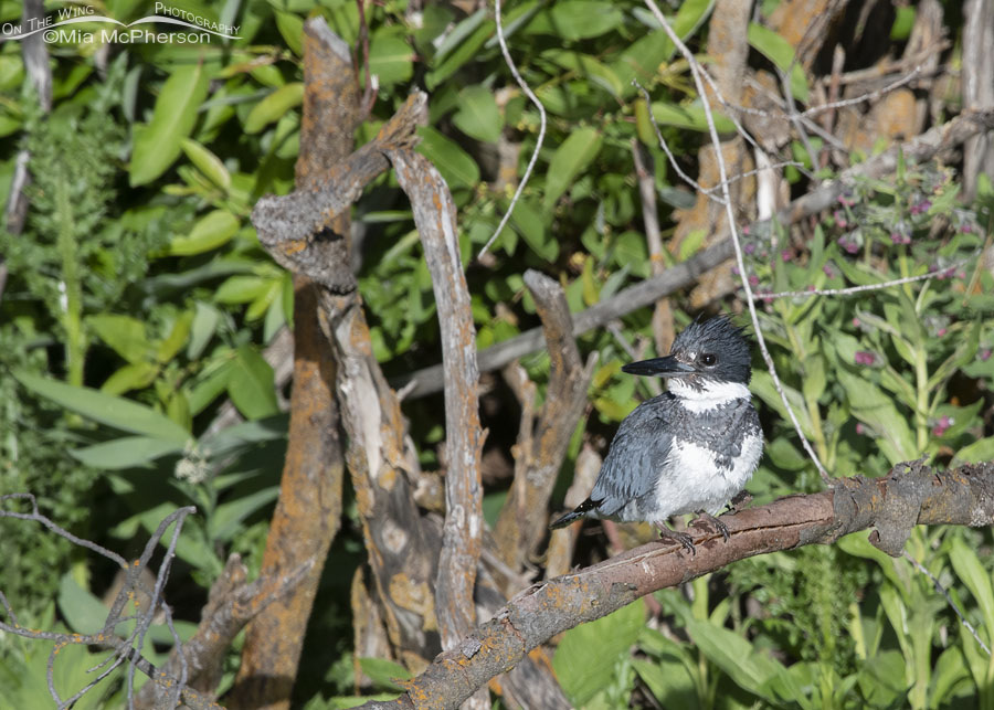 Male Belted Kingfisher perched in front of wildflowers, Wasatch Mountains, Summit County, Utah