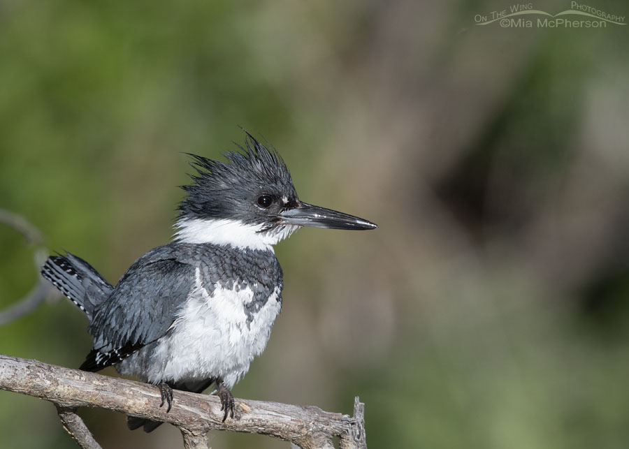 Male Belted Kingfisher on his favorite perch, Wasatch Mountains, Summit County, Utah