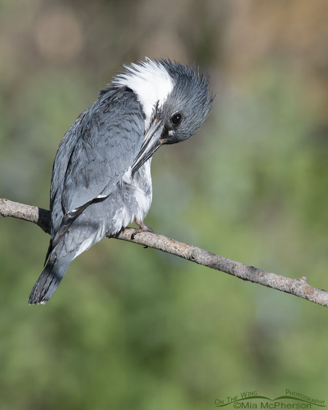 Adult male Belted Kingfisher preening session, Wasatch Mountains, Summit County, Utah