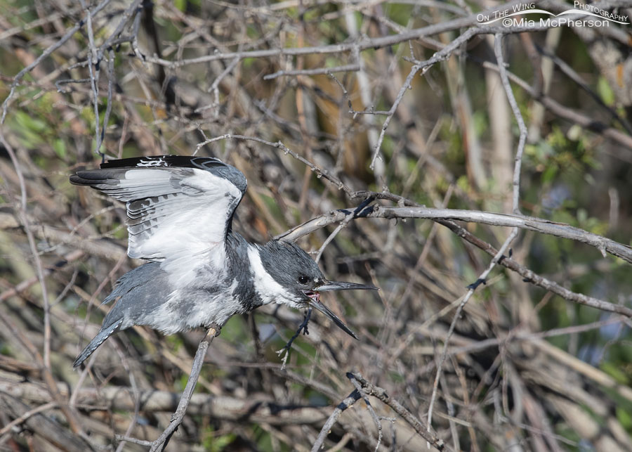 Male Belted Kingfisher stretching his wings and opening his bill, Wasatch Mountains, Summit County, Utah