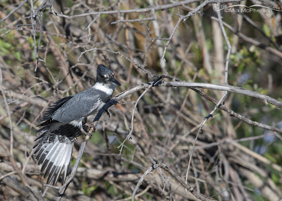 Adult Belted Kingfisher male stretching his wings over a creek, Wasatch Mountains, Summit County, Utah