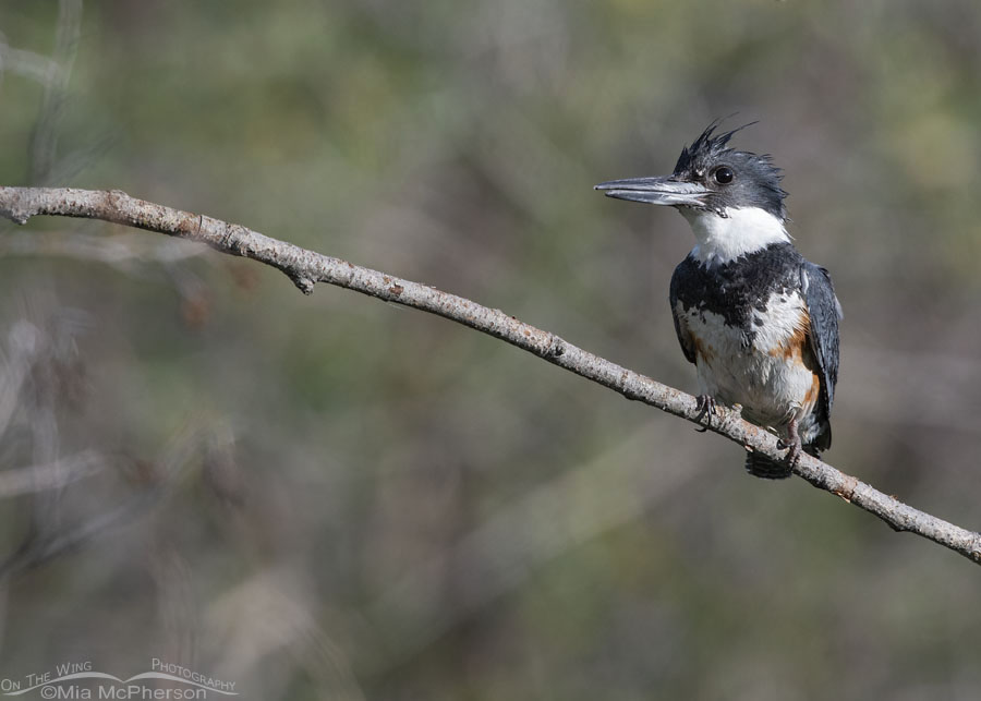 Adult female Belted Kingfisher with a shorter than normal lower bill