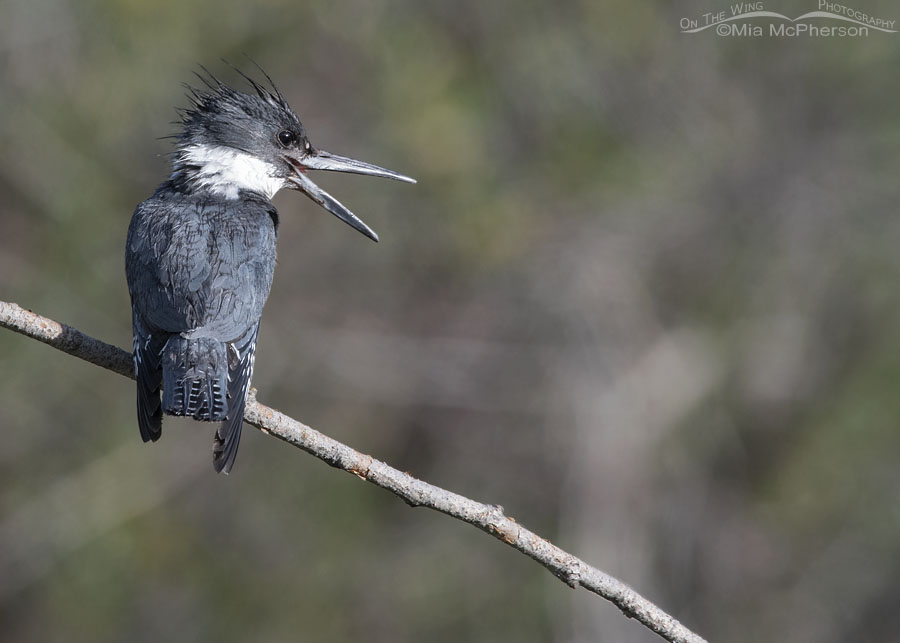 Adult female Belted Kingfisher with her bill open wide