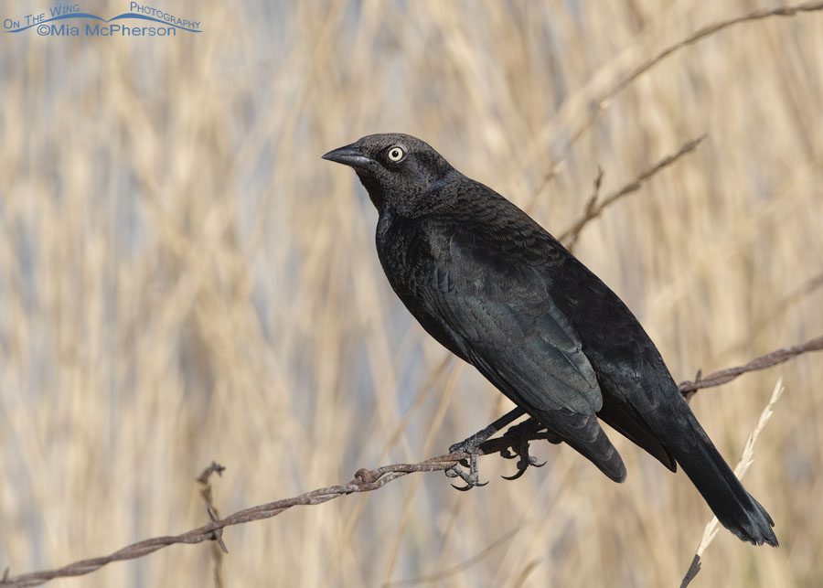 Autumn Brewer's Blackbird male, Farmington Bay Waterfowl Management Area, Davis County, Utah