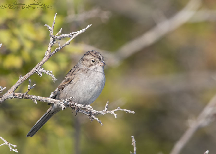 Adult Brewer's Sparrow in smoky, diffused light, Box Elder County, Utah