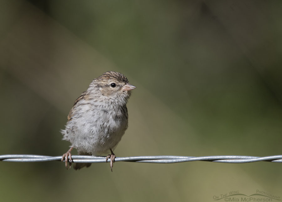 Immature Chipping Sparrow on a fence, Wasatch Mountains, Morgan County, Utah