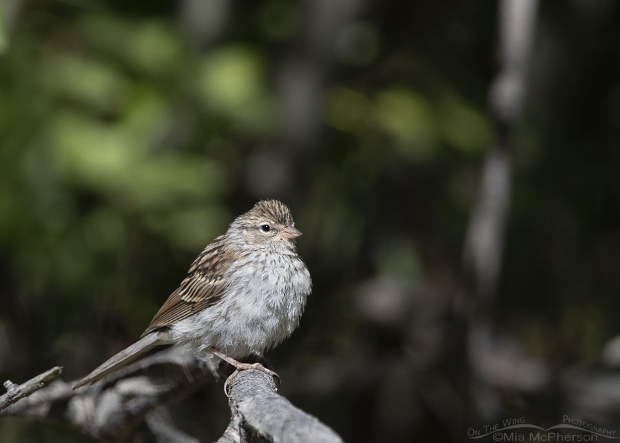 Immature Chipping Sparrow on a hawthorn branch, Wasatch Mountains, Morgan County, Utah