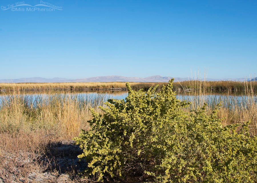 Fourwing Saltbush at Bear River MBR, Box Elder County, Utah