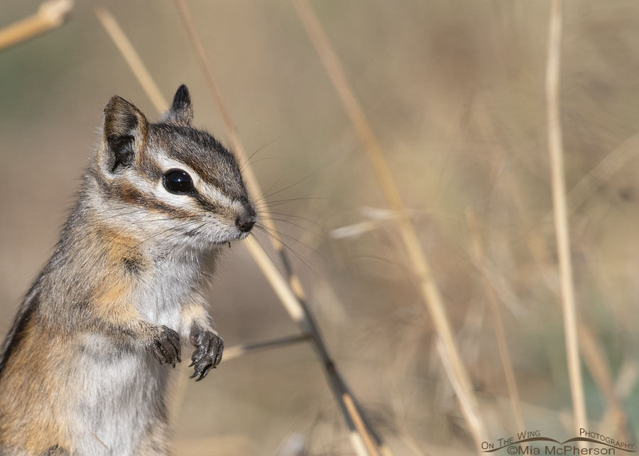 Least Chipmunk with muddy paws, Wasatch Mountains, Morgan County, Utah