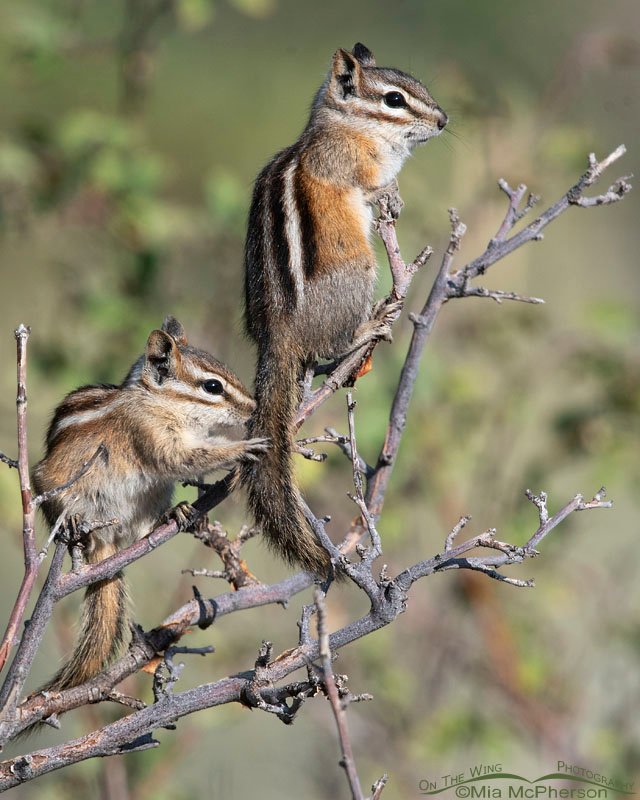 Two Least Chipmunks resting in a bush, Wasatch Mountains, Morgan County, Utah