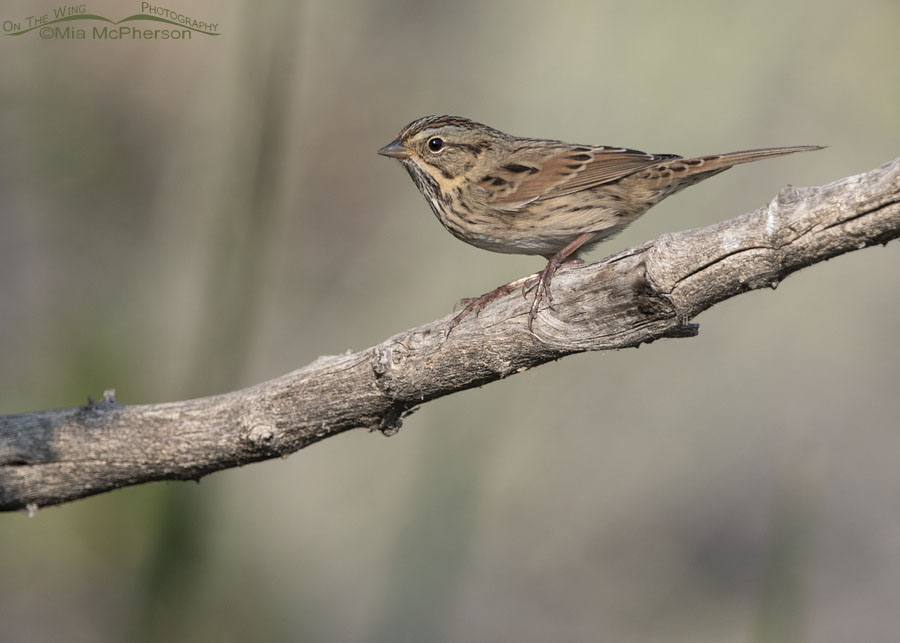 Lincoln's Sparrow adult perched on a thick branch, Box Elder County, Utah