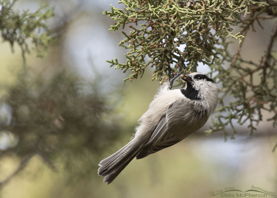 Mountain Chickadee hanging from a juniper, Stansbury Mountains, West Desert, Tooele County, Utah