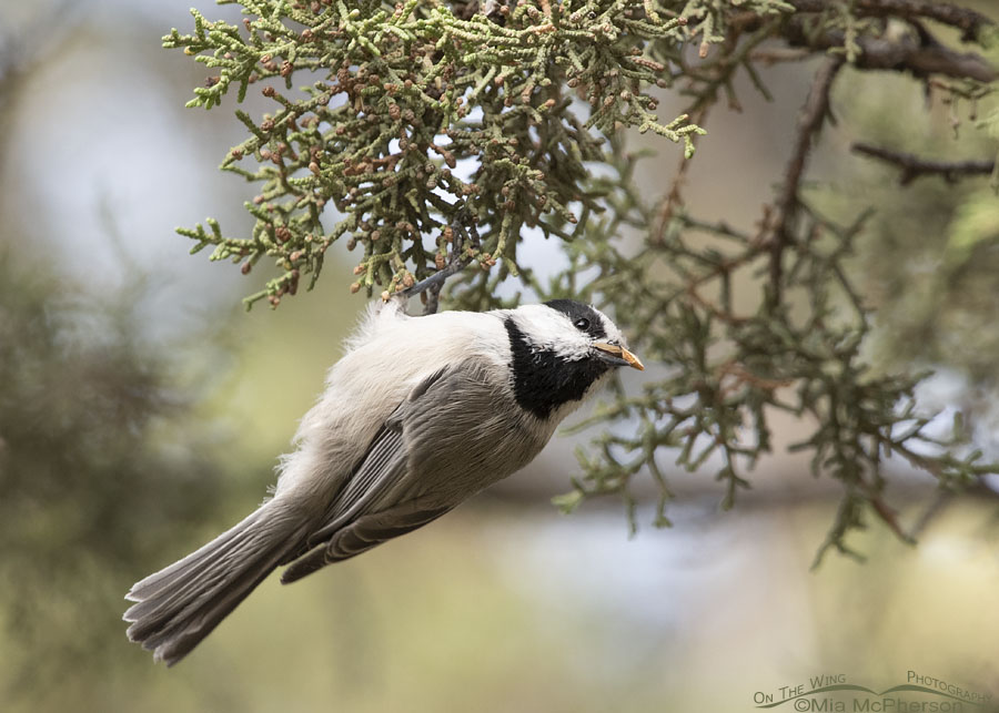 Mountain Chickadee in a juniper with a Douglas Fir seed, Stansbury Mountains, West Desert, Tooele County, Utah
