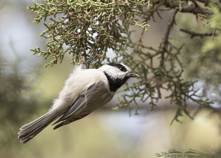 Mountain Chickadee with a Douglas Fir seed in its bill, Stansbury Mountains, West Desert, Tooele County, Utah