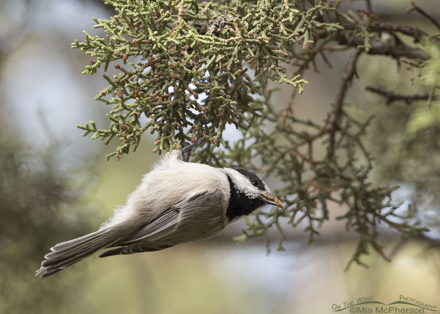 Mountain Chickadee in a mountain canyon, Stansbury Mountains, West Desert, Tooele County, Utah