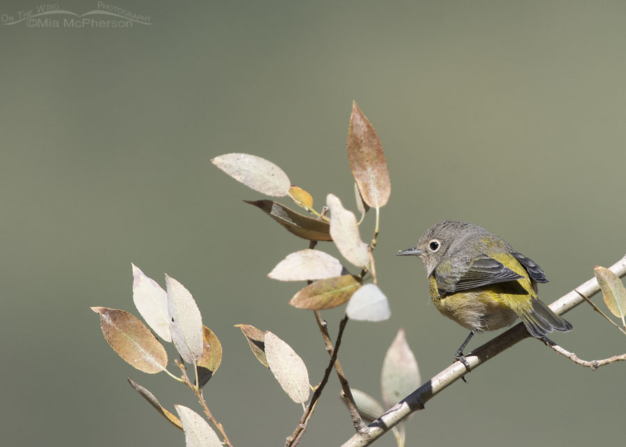 Female/immature Nashville Warbler high up in a willow, Wasatch Mountains, Morgan County, Utah