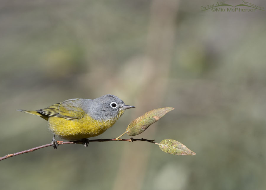 Adult male Nashville Warbler on a willow branch, Wasatch Mountains, Morgan County, Utah