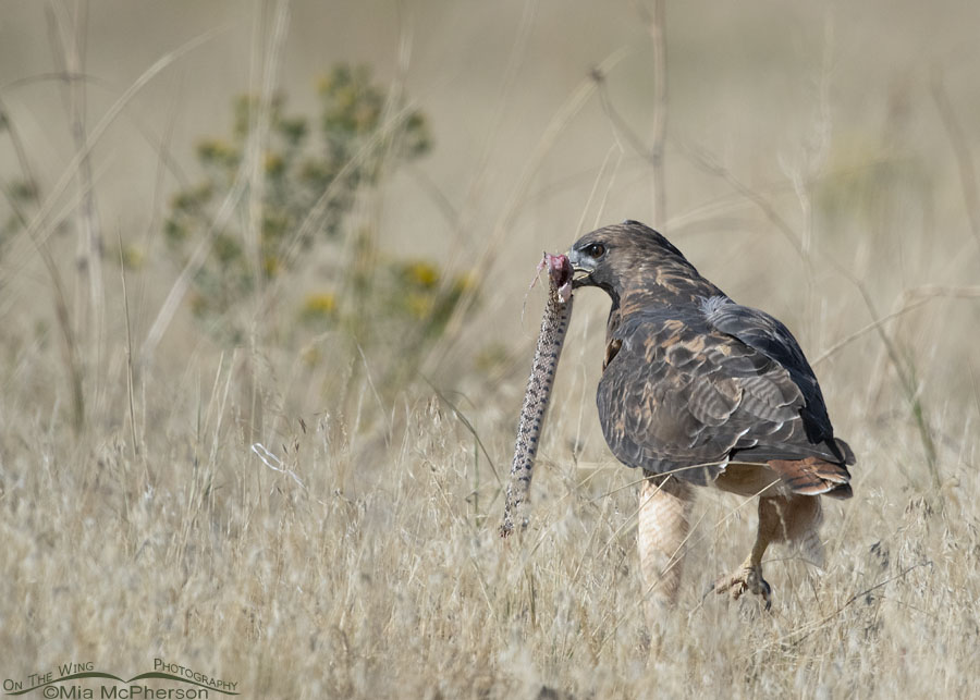 Adult Red-tailed Hawk with a snake in grasses, West Desert, Tooele County, Utah