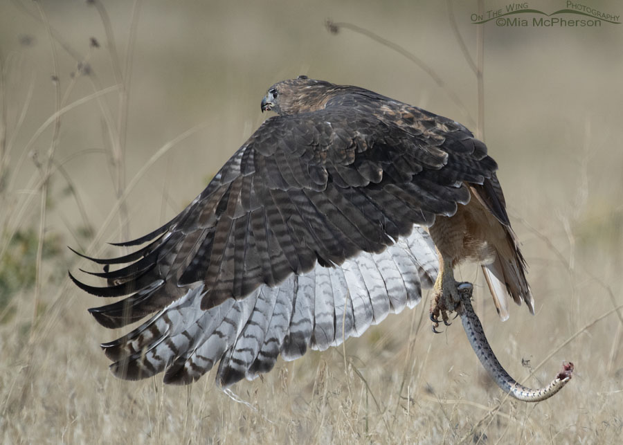 Red-tailed Hawk lifting off with a snake in its talons, West Desert, Tooele County, Utah