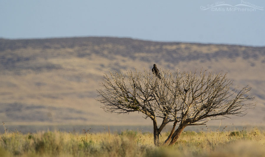 Desert scenery and a hawk in a dead juniper, West Desert, Tooele County, Utah