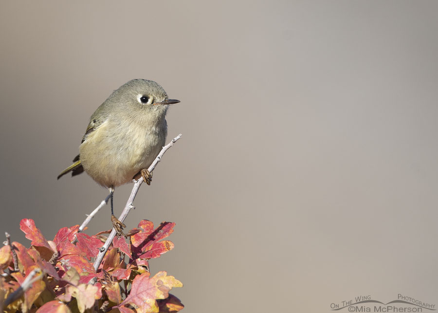 Ruby-crowned Kinglet perched above autumn sumacs, Box Elder County, Utah