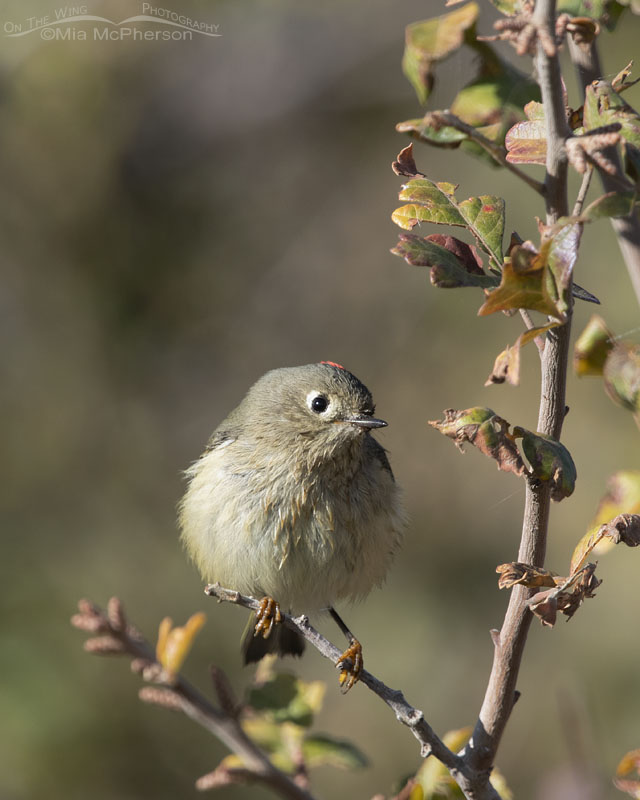 Male Ruby-crowned Kinglet on an autumn morning, Box Elder County, Utah