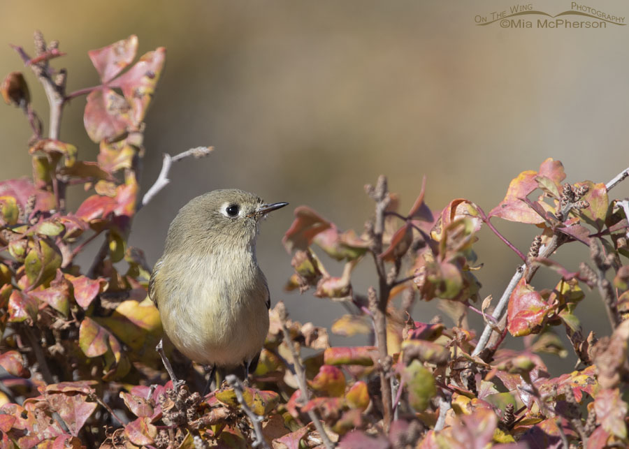 Ruby-crowned Kinglet and the colors of fall, Box Elder County, Utah