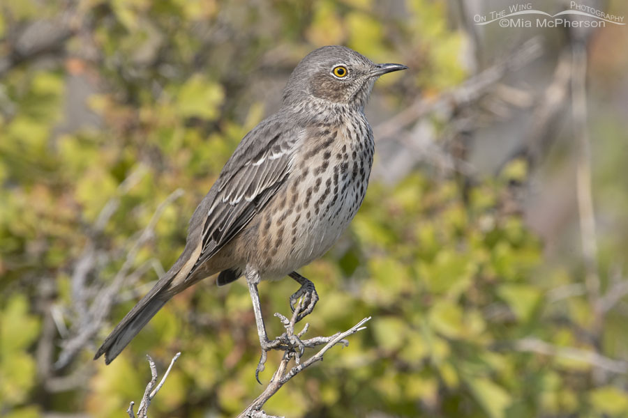 Adult Sage Thrasher perched on top of a sumac, Box Elder County, Utah