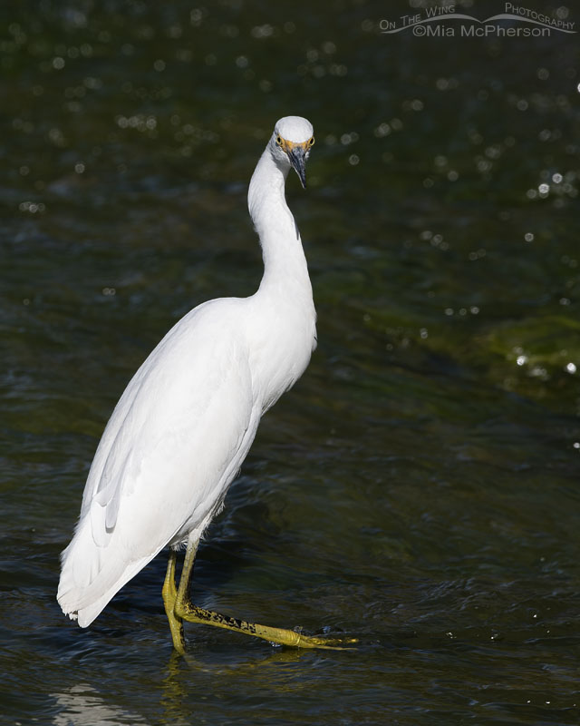 Staring Snowy Egret in fast running water, Farmington Bay WMA, Davis County, Utah