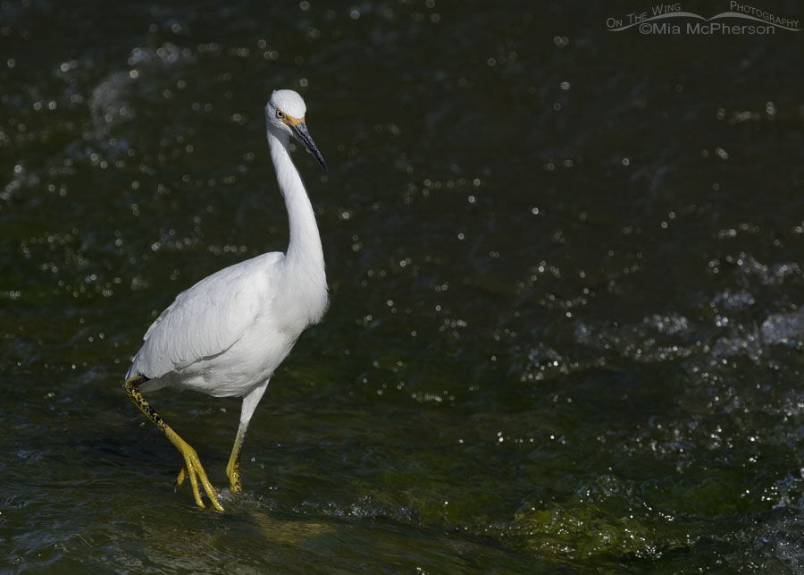 Snowy Egret hunting in fast moving water, Farmington Bay WMA, Davis County, Utah