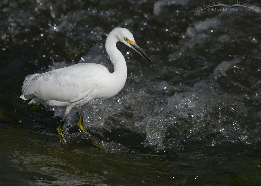 Snowy Egret foraging in fast moving water, Farmington Bay WMA, Davis County, Utah