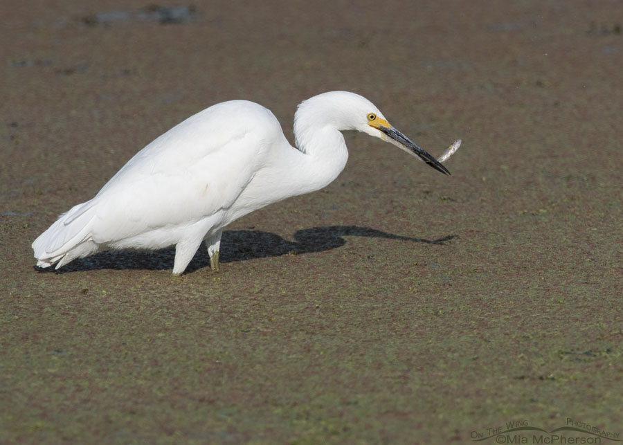 Snowy Egret with a fish in its bill