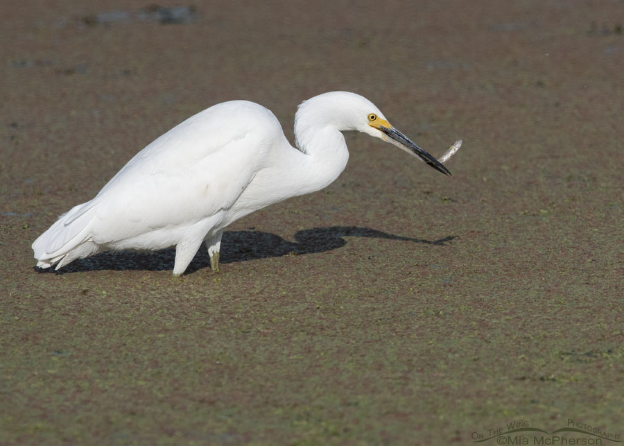 Snowy Egret with a fish in its bill, Farmington Bay WMA, Davis County, Utah