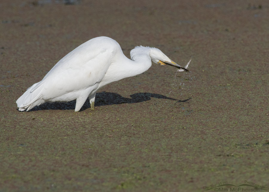 Snowy Egret with its head upside down, Farmington Bay WMA, Davis County, Utah