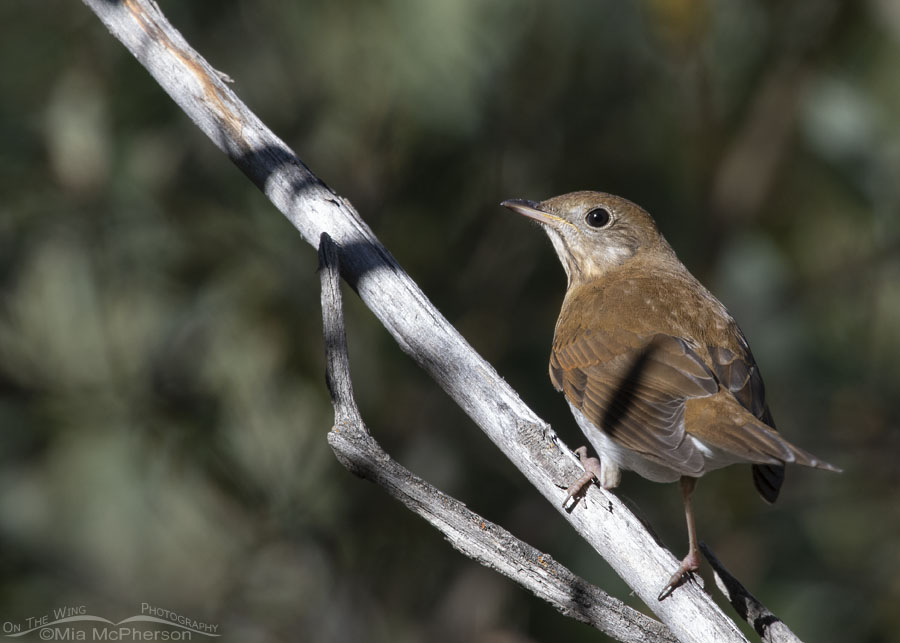 Veery in the Wasatch Mountains, Morgan County, Utah