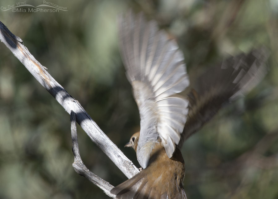 Veery lifting off, Wasatch Mountains, Morgan County, Utah