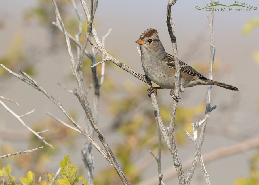 Immature White-crowned Sparrow perched in a fork of branches, Box Elder County, Utah