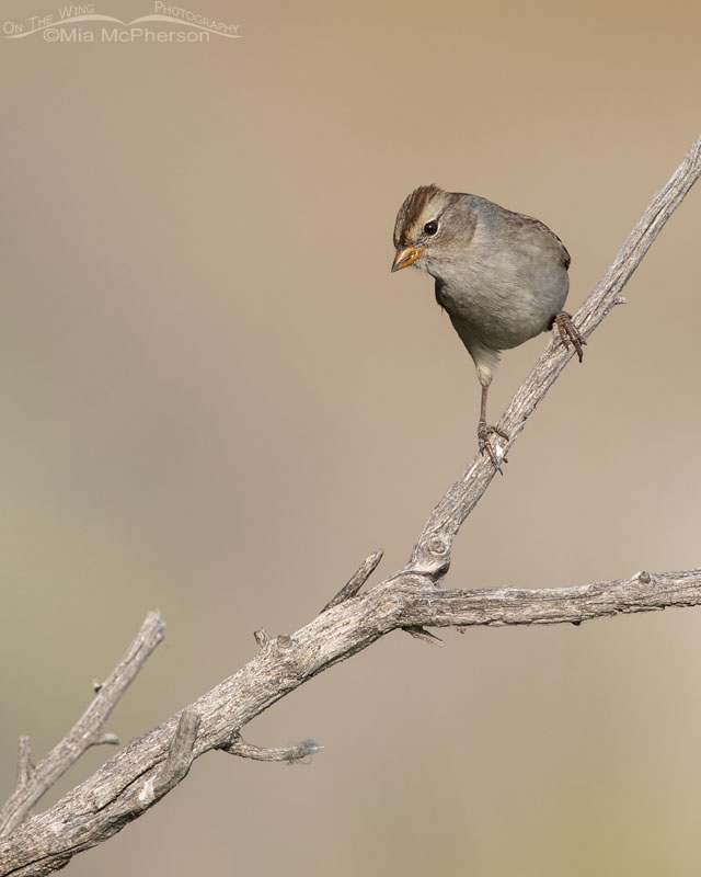 Curious young White-crowned Sparrow, Box Elder County, Utah