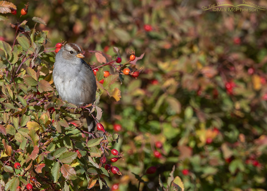 Immature White-crowned Sparrow perched on a wild rose in morning light, Box Elder County, Utah