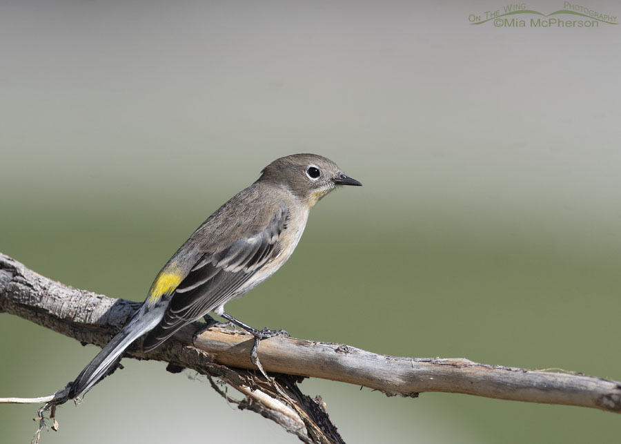Migrating Yellow-rumped Warbler, Salt Lake County, Utah