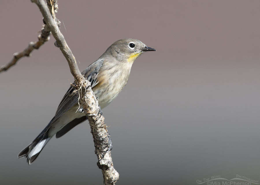 Yellow-rumped Warbler perched over a pond, Salt Lake County, Utah